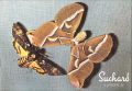 Papillons d'Europe Tome II - Chocolat Suchard Belgique 1970