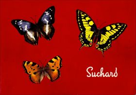 Papillons d'Europe Tome I - Chocolat Suchard Belgique - 1970