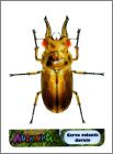 Exemple Carte insecte