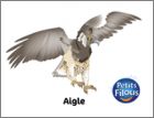 Aigle