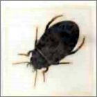 Exemple de tatoo N22