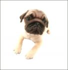 Exemple image transparente CAR